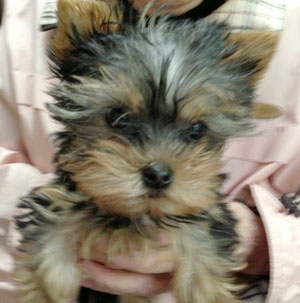子犬写真