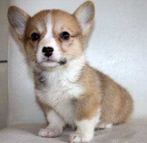 子犬写真