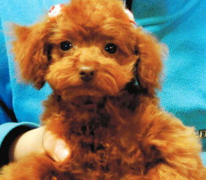 子犬写真