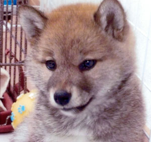 子犬写真
