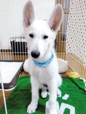 子犬写真