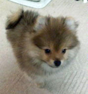 子犬写真