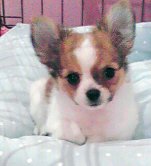 子犬写真