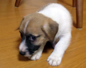 子犬写真