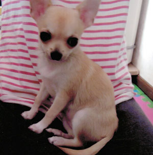 子犬写真