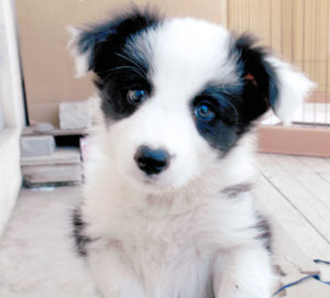 子犬写真