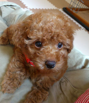 子犬写真