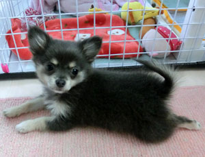 子犬写真