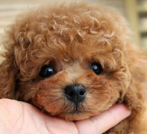 子犬写真