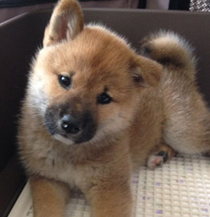 子犬写真