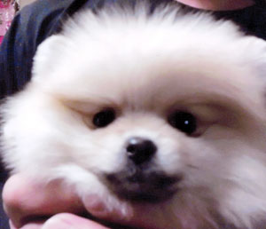 子犬写真