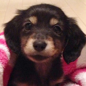 子犬写真
