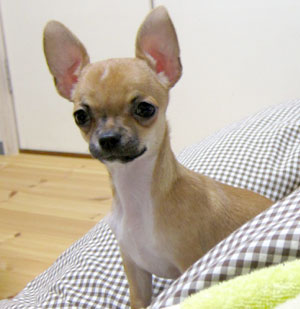 子犬写真