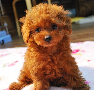 子犬写真