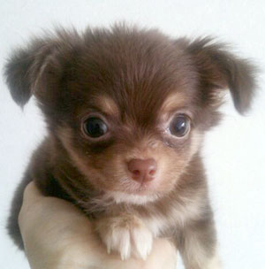 子犬写真