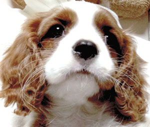 子犬写真