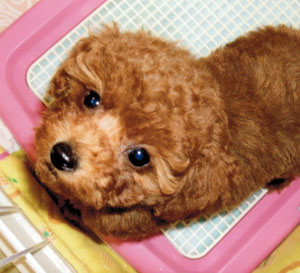 子犬写真