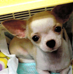 子犬写真