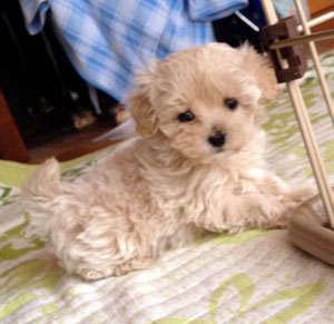 子犬写真