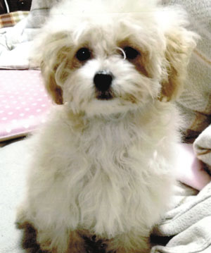 子犬写真