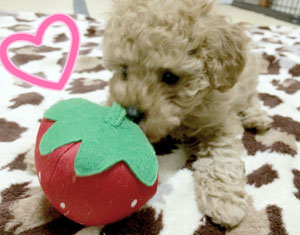 子犬写真