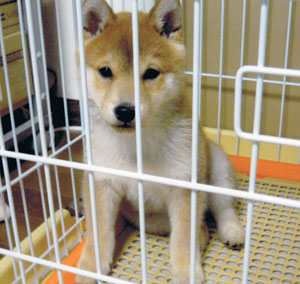 子犬写真
