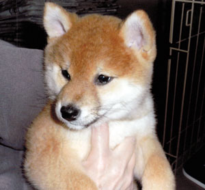 子犬写真