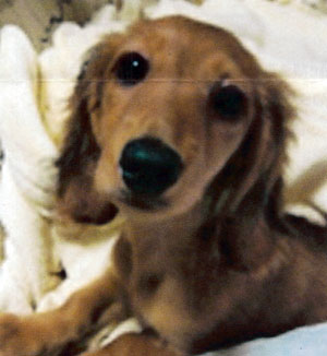 子犬写真