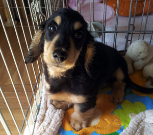 子犬写真