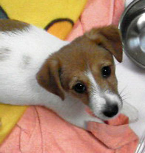 子犬写真