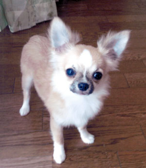 子犬写真