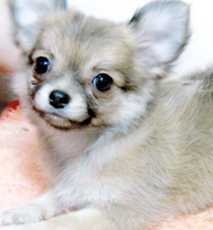 子犬写真