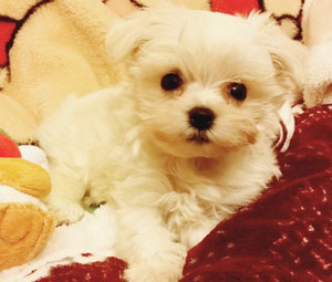 子犬写真