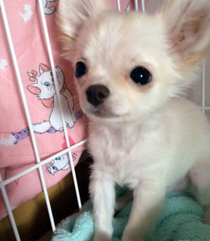 子犬写真