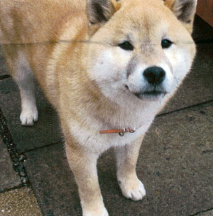 子犬写真