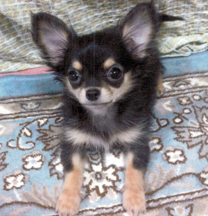 子犬写真