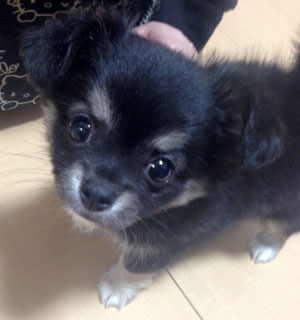 子犬写真