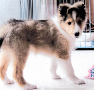 子犬写真