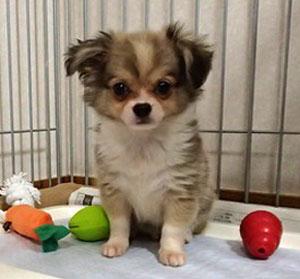 子犬写真