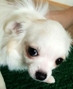 子犬写真