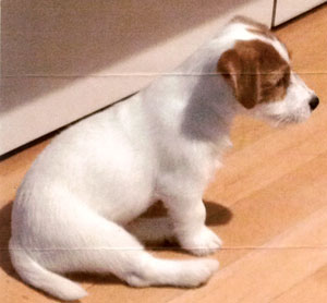 子犬写真