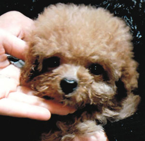 子犬写真
