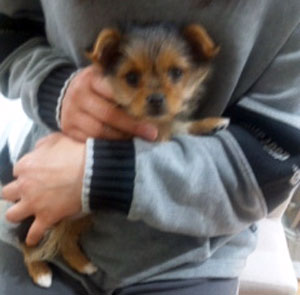 子犬写真