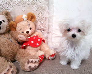 子犬写真