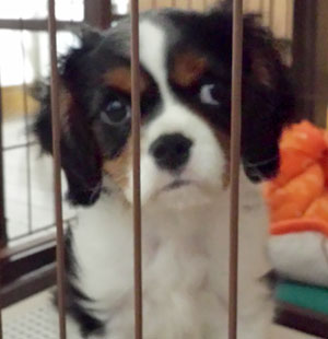 子犬写真