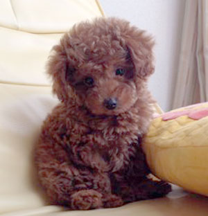 子犬写真