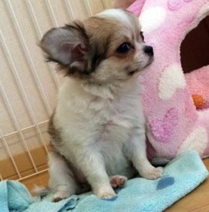 子犬写真