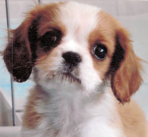 子犬写真