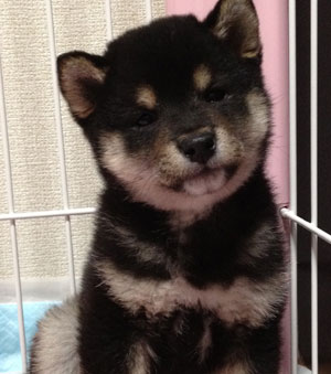子犬写真