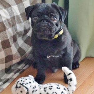 子犬写真